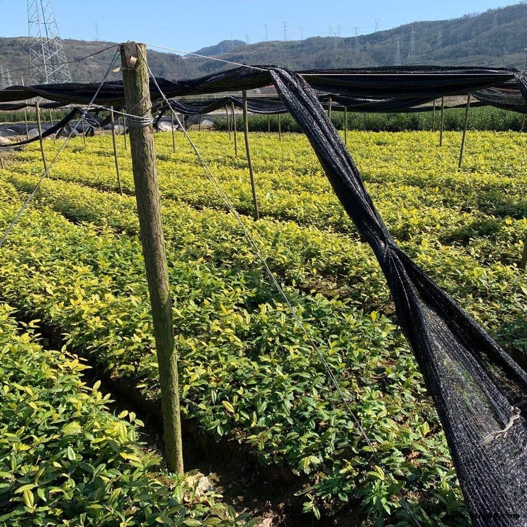 早茶烏牛早茶苗 高產(chǎn)量浙江茶苗 一年生冬插苗 無(wú)性系繁育