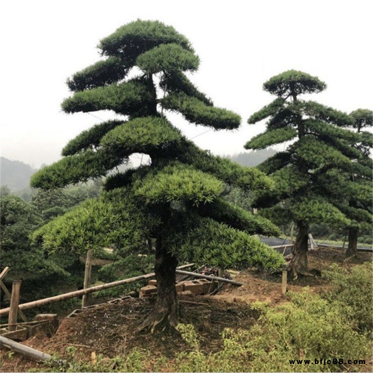 造型羅漢松 園林綠帶彎特殊造型羅漢松