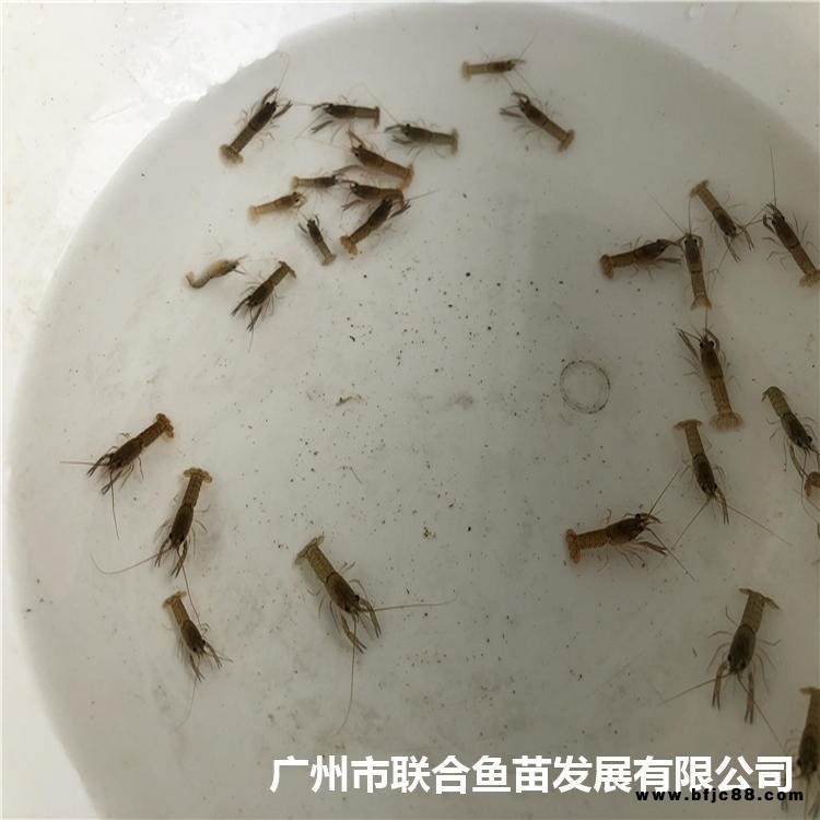 草蝦苗 青河淡水基圍明蝦苗 南美白對蝦苗麻蝦苗養(yǎng)殖基地